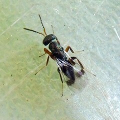 Cheiropachus quadrum