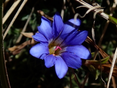 Gentiana arisanensis