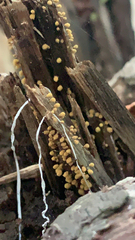 Arcyria obvelata