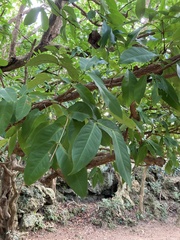 Syzygium samarangense