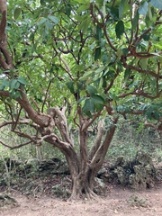 Syzygium samarangense