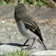 Lanius collaris collaris