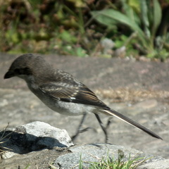 Lanius collaris collaris