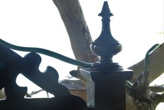 Philothamnus punctatus