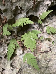 Tectaria devexa