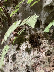 Tectaria devexa