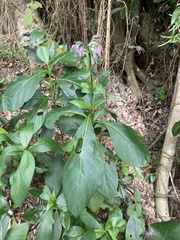 Trichodesma calycosum