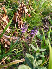 Veronica orchidea