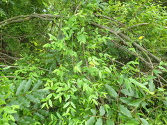 Secamone filiformis