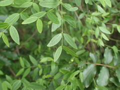 Secamone filiformis