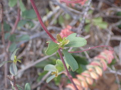 Rhoicissus tridentata