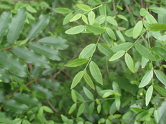 Secamone filiformis