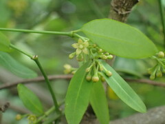 Secamone filiformis