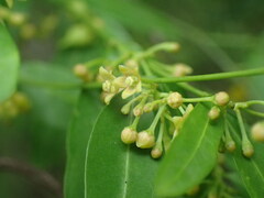 Secamone filiformis