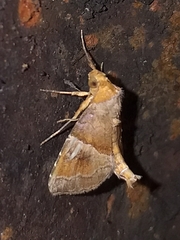 Cecharismena josealis