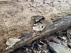 Heterobasidion annosum