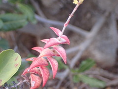 Crassula perforata