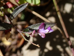 Polygala japonica