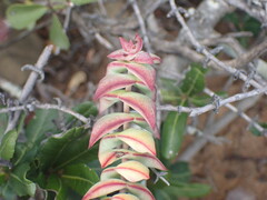 Crassula perforata