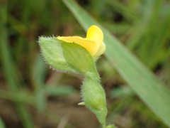 Zornia linearis