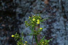 Patrinia heterophylla