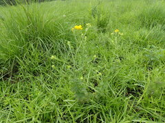 Nidorella auriculata