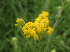 Nidorella auriculata