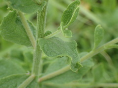 Nidorella auriculata