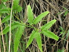 Gleichenella pectinata