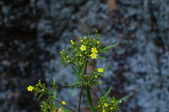 Patrinia heterophylla