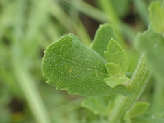 Nidorella auriculata