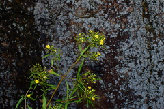 Patrinia heterophylla