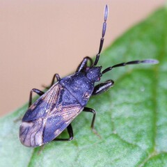 Taphropeltus contractus