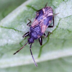 Taphropeltus contractus