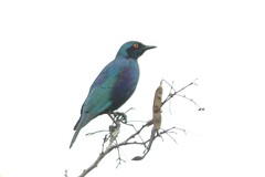 Lamprotornis chalybaeus