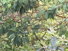 Tangara labradorides