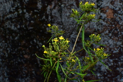 Patrinia heterophylla