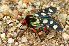 Arniocera auriguttata