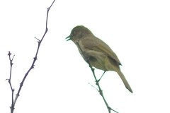 Andropadus importunus