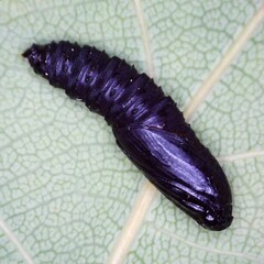 Tortrix viridana