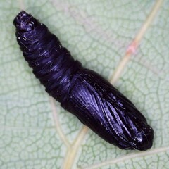Tortrix viridana