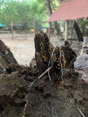 Arcyria obvelata