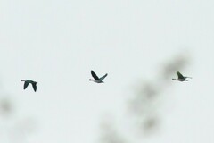 Sarkidiornis melanotos