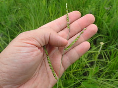 Urochloa