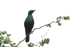 Lamprotornis chalybaeus