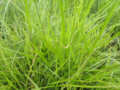 Urochloa