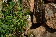 Lysimachia pentapetala