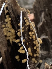 Arcyria obvelata