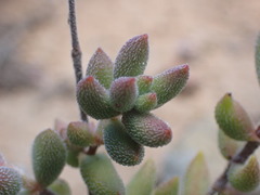 Crassula mesembryanthoides