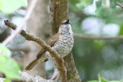 Calamonastes stierlingi